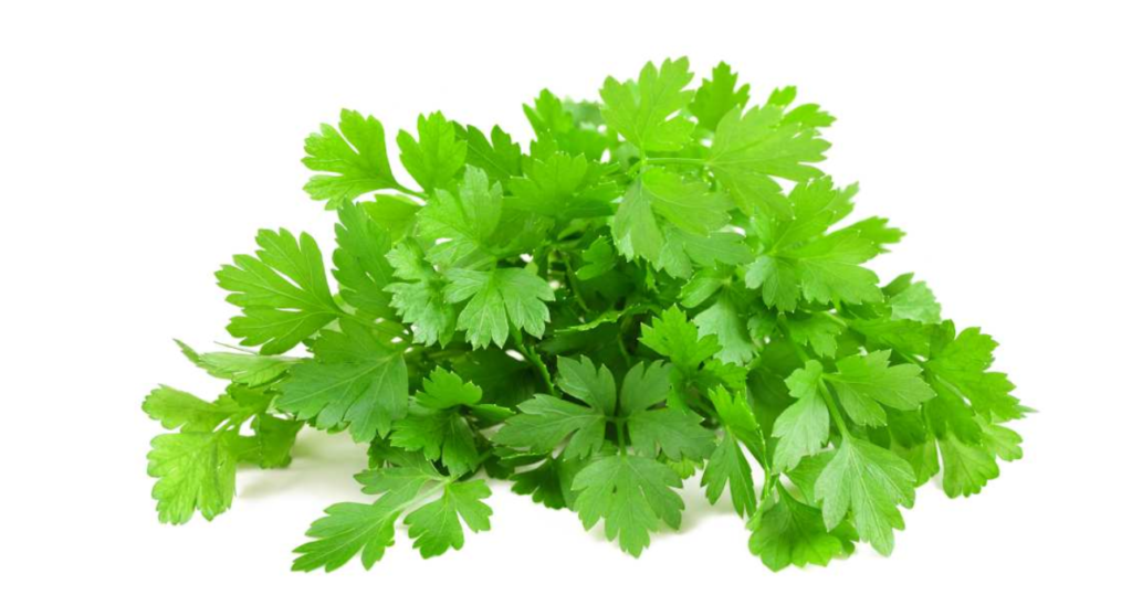 12 Manfaat Daun Parsley Yang Efektif Untuk Kesehatan