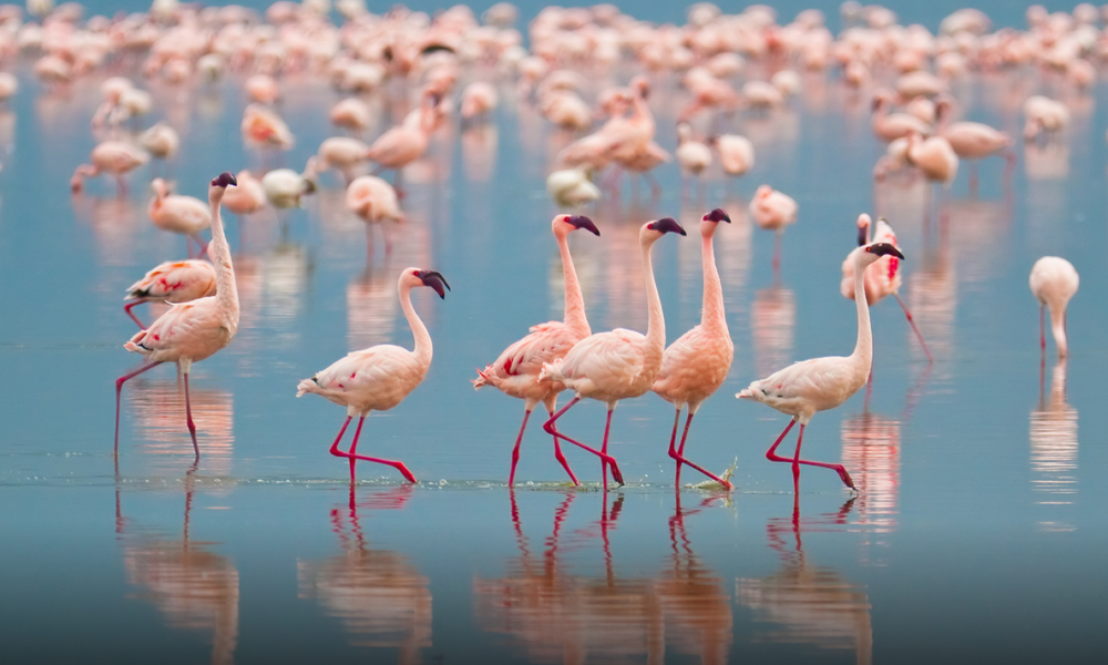 10 Fakta Unik Burung Flamingo Yang Belum Diketahui Banyak Orang