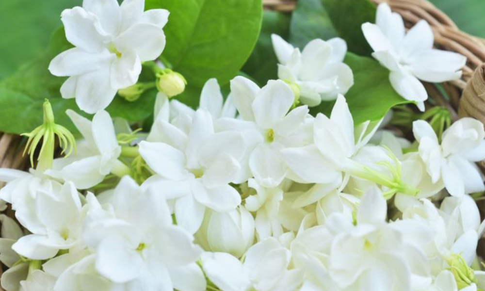 11 Manfaat Bunga Kasturi Yang Dapat Membuat Penggunanya Berasa Nyaman Dan Dapat Atasi Sembelit